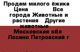 Продам милого ёжика › Цена ­ 10 000 - Все города Животные и растения » Другие животные   . Московская обл.,Лосино-Петровский г.